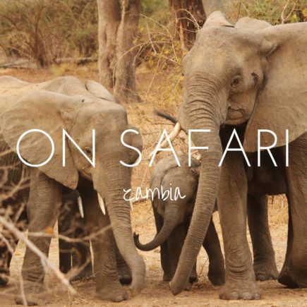 5 reasons to go on safari in Zambia