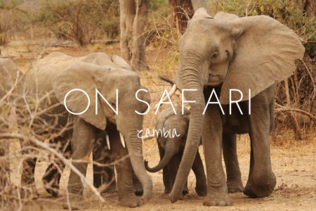 5 reasons to go on safari in Zambia