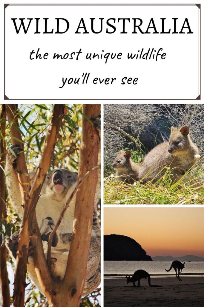 Australian wildlife is the most unique wildlife you'll ever see