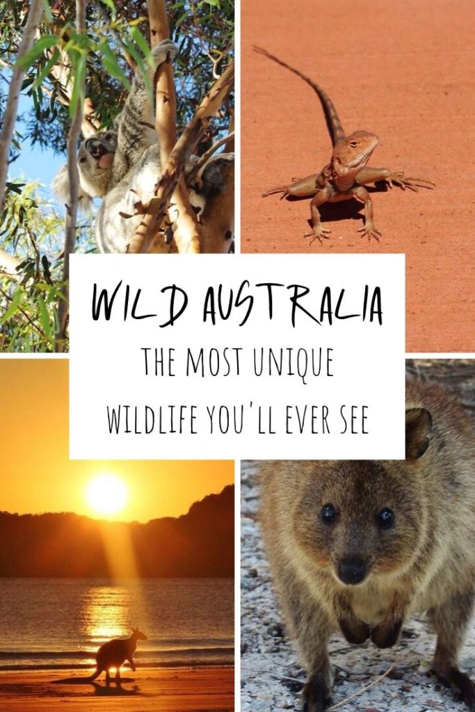 Australian wildlife is the most unique wildlife you'll ever see
