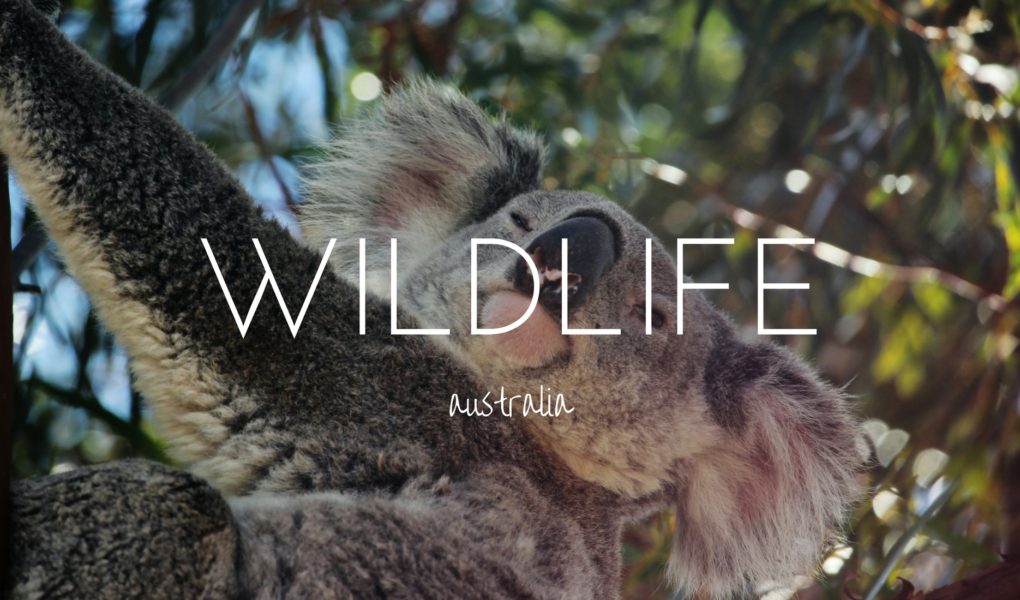 Wild Australia - the unique wildlife you need to see