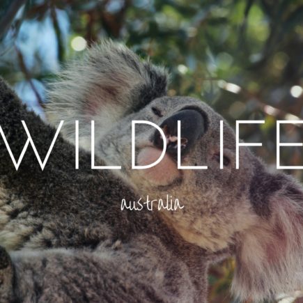Wild Australia - the unique wildlife you need to see