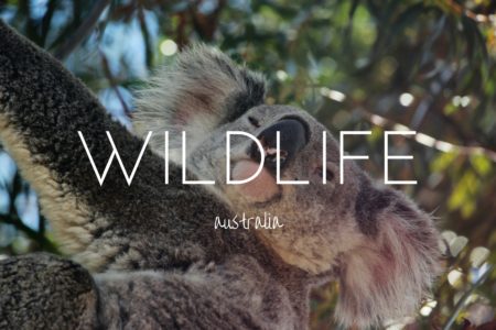 Wild Australia - the unique wildlife you need to see