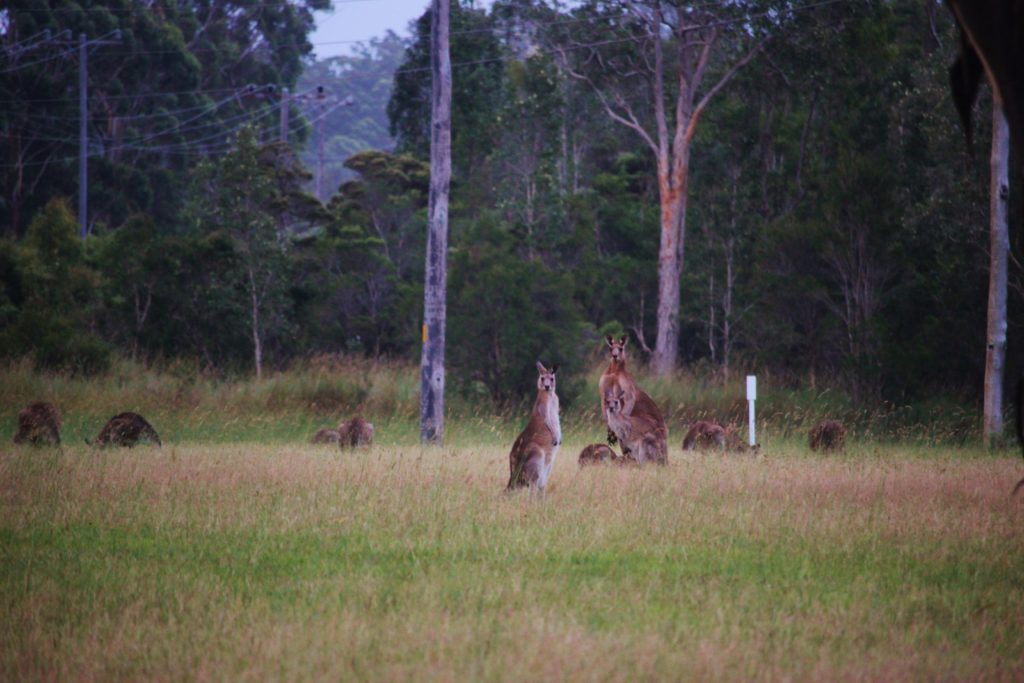 Kangaroos grazing in a field, one of the most iconic Australian wildlife species