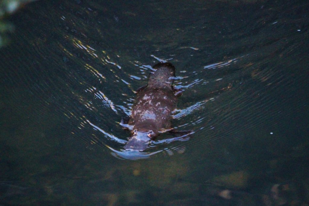 A platypus swimming, a unique Australian wildlife species