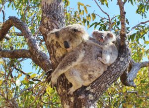 A koala and baby in a tree, Magnetic Island, Australia