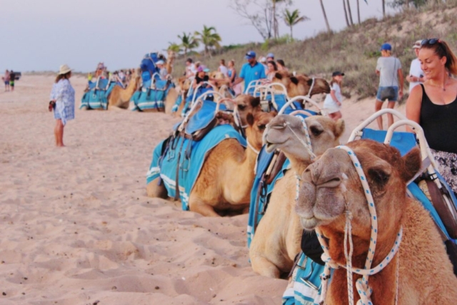 Camels on Cable Beach, Broome, Australia