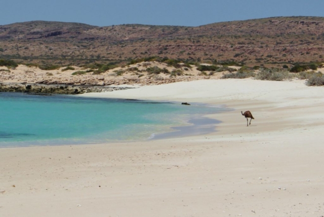An emu walking on the beach, Australia