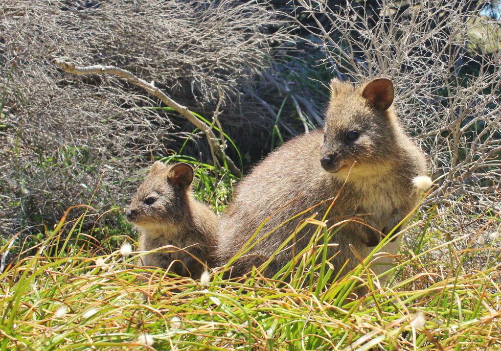 A quokka and her baby, Rottnest Island, one of the friendliest Australian wildlife species