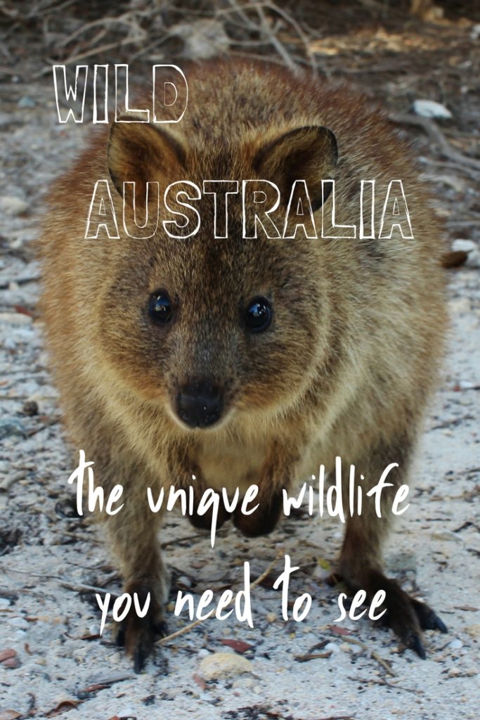 Wild Australia - the unique wildlife you need to see