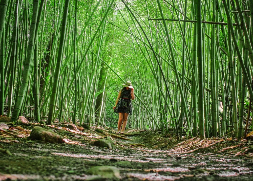 Walking through the bamboo forest in Paronella Park, Queensland
