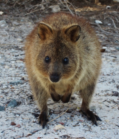 One of the famous quokkas on Rottnest Island, Australia