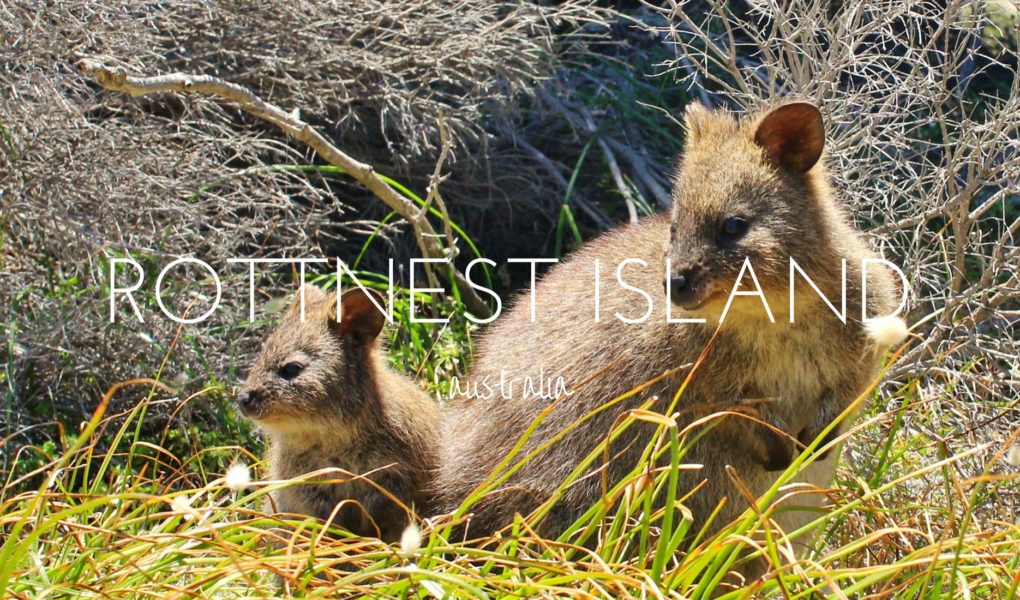 Finding the quokkas of Rottnest Island, Australia