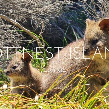 Finding the quokkas of Rottnest Island, Australia