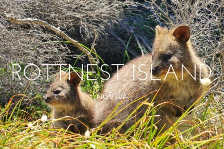 Finding the quokkas of Rottnest Island, Australia