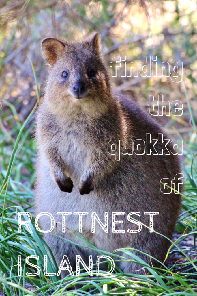 Finding the quokkas of Rottnest Island, Australia