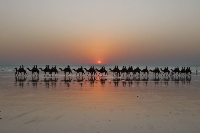 Camels on Cable Beach at sunset, Australia
