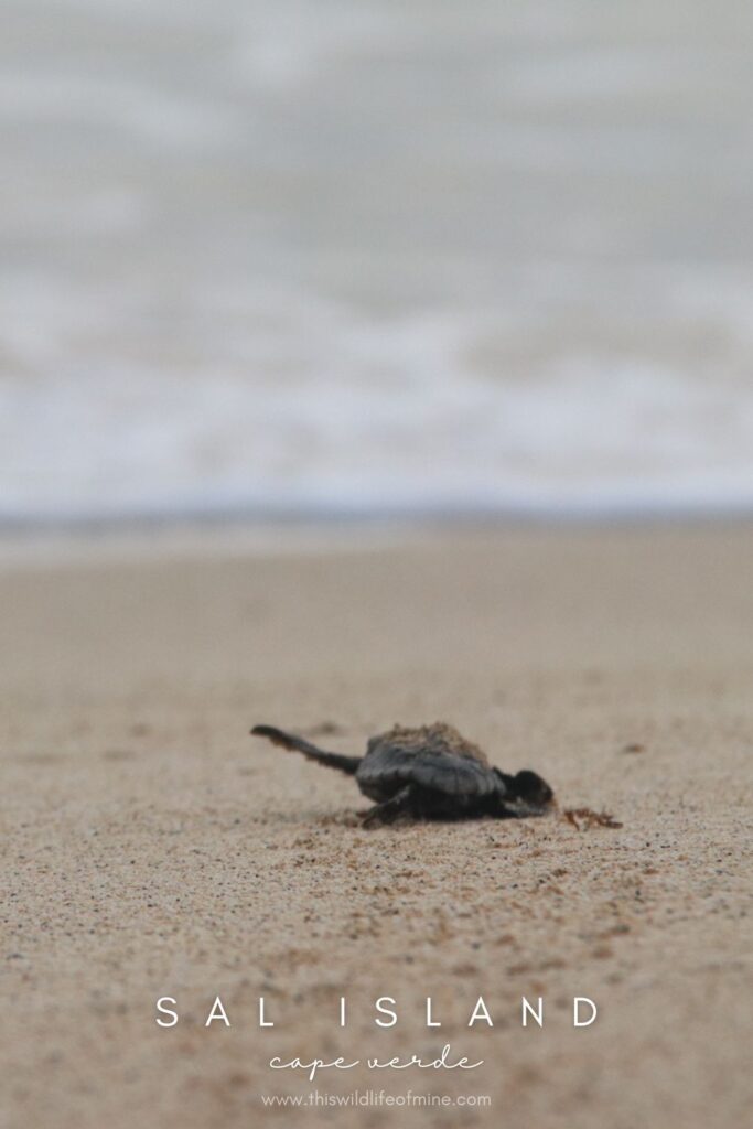 My favourite place on Sal Island, Cape Verde