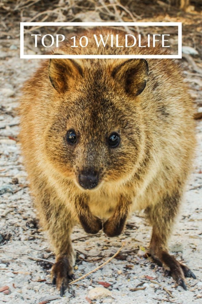 Quokkas - one of my top 10 wildlife encounters