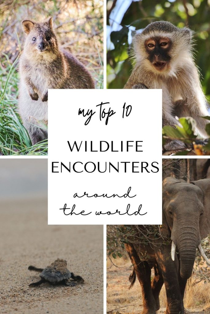 My Top 10 Wildlife Encounters - This Wild Life Of Mine | Travel & Wildlife