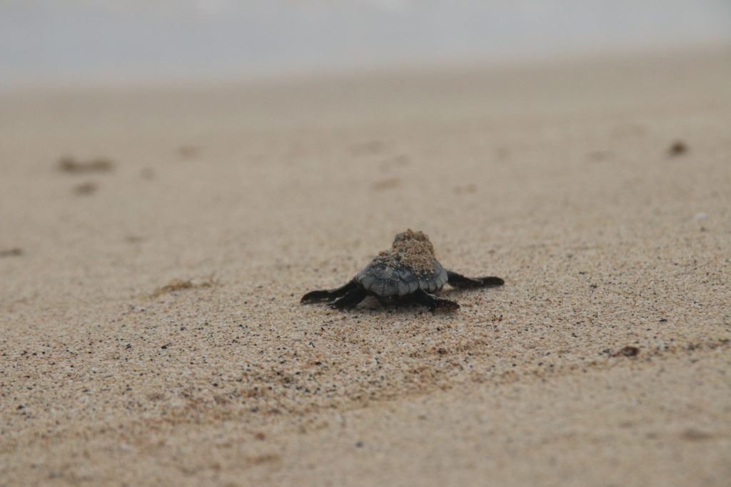 A baby turtle on the sand in Sal, Cape Verde