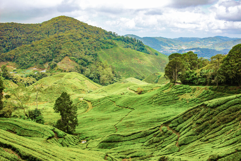 The famous tea plantations of the Cameron Highlands, Malaysia