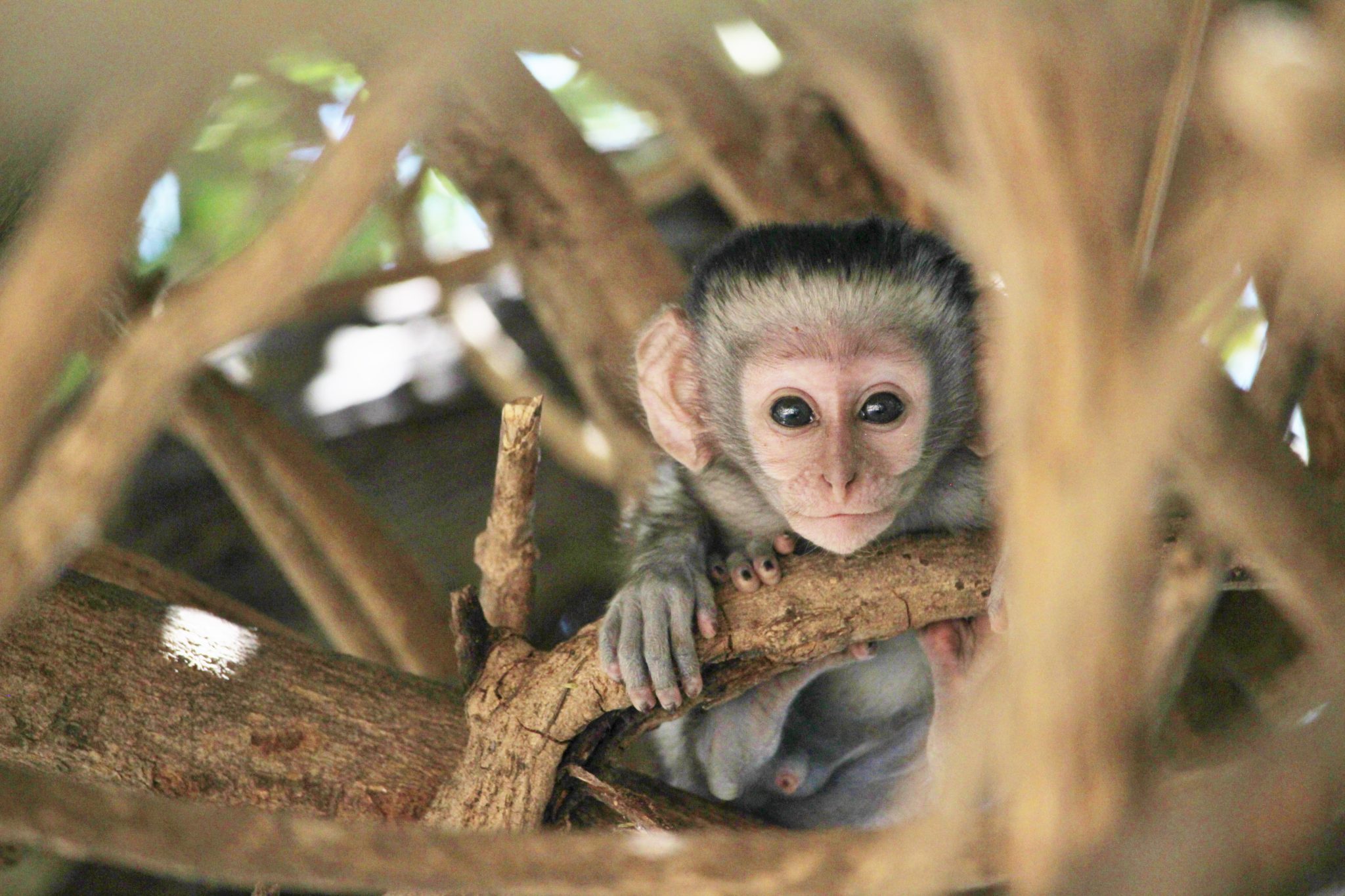 A baby vervet stares at the camera in Liwonde National Park, Malawi