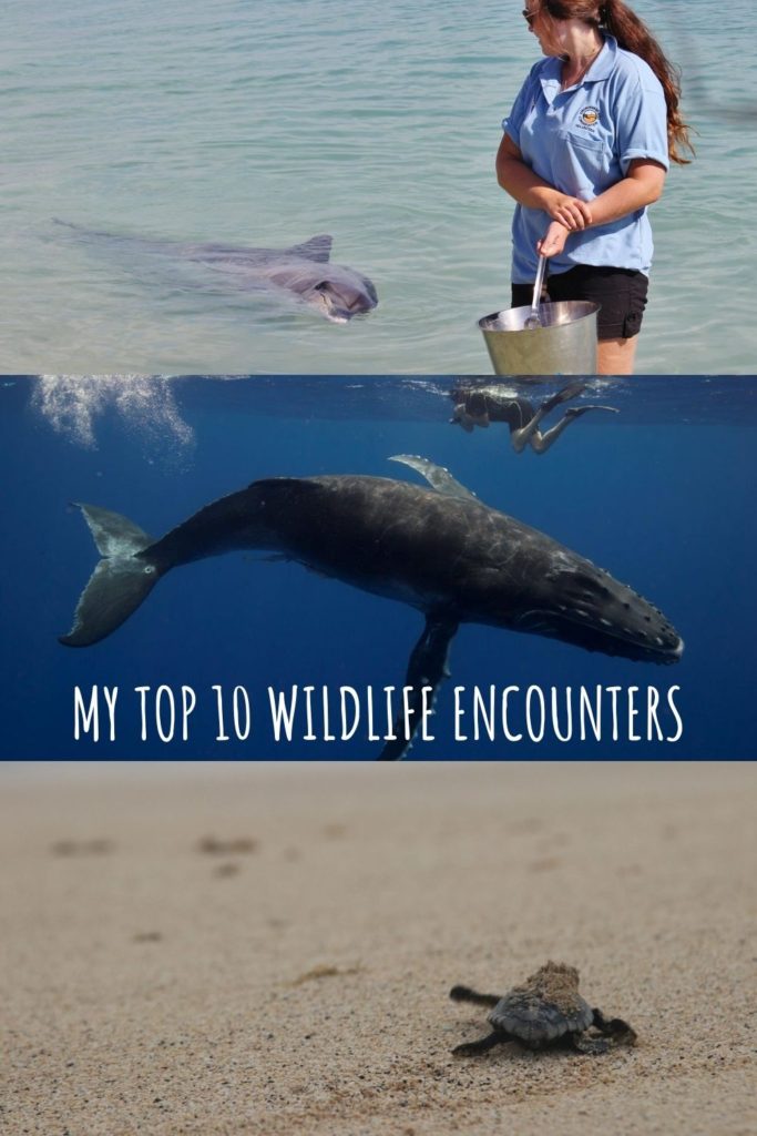 My top ten wildlife experiences from my work and travels around the world