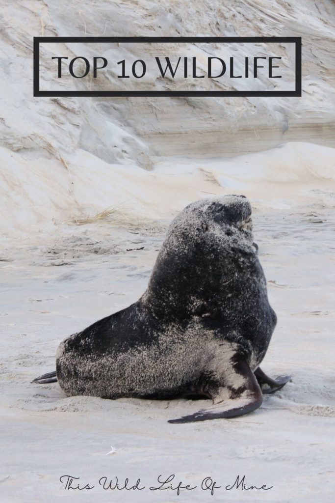 NZ Fur Seal - one of my favourite wildlife encounters