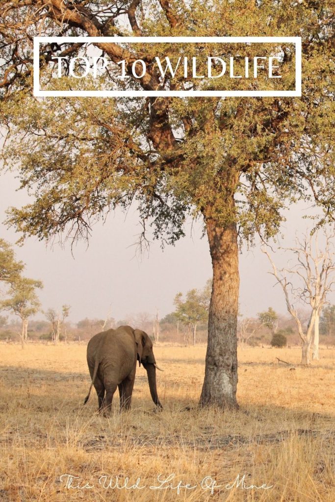 African elephant - one of my top ten wildlife encounters