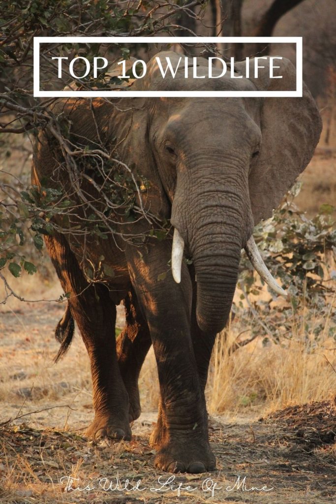 African Elephant - one of my top wildlife encounters in the world