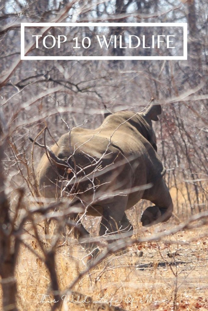 Black Rhino - one of my top ten wildlife encounters