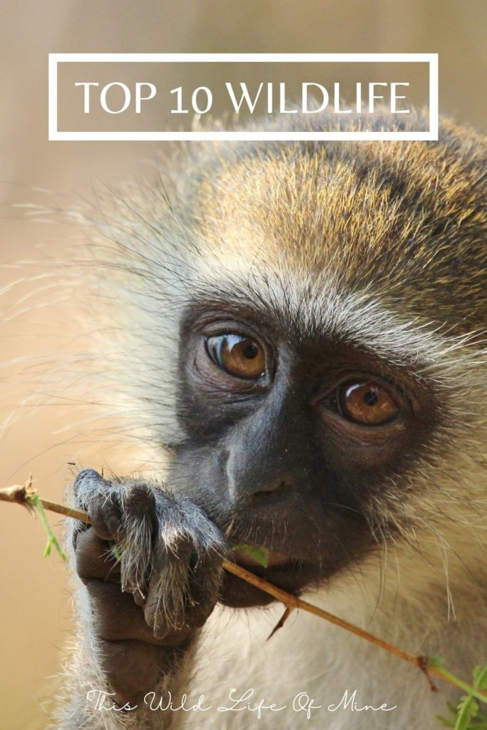 Vervet monkeys - one of my top ten wildlife encounters in my travels around the world