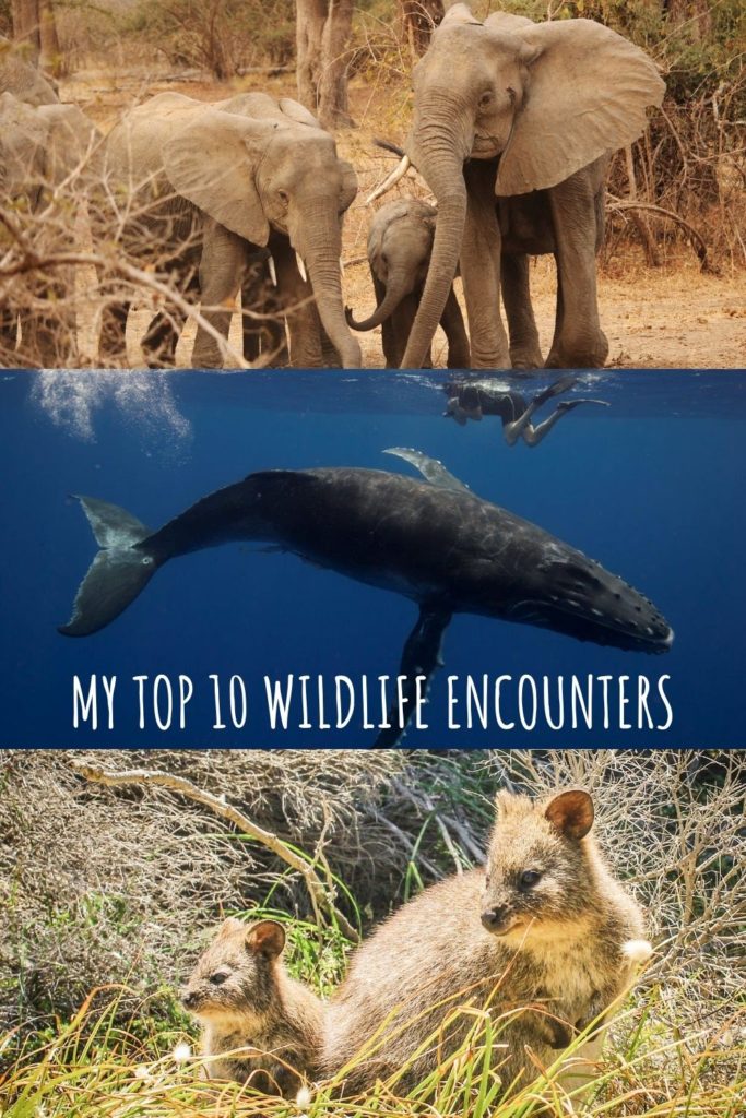 Ten of the most magical and memorable wildlife encounters I've had during my work and travels around the world