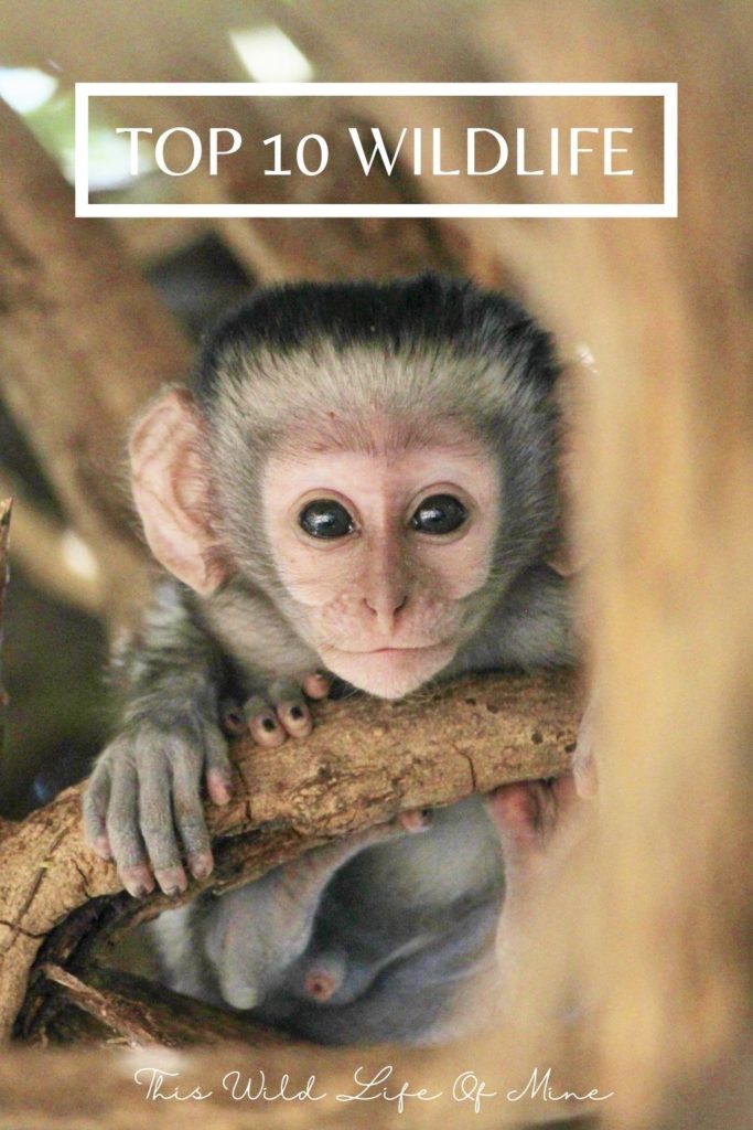 Baby Vervet - watching these tiny babies grow were one of my favourite wildlife experiences