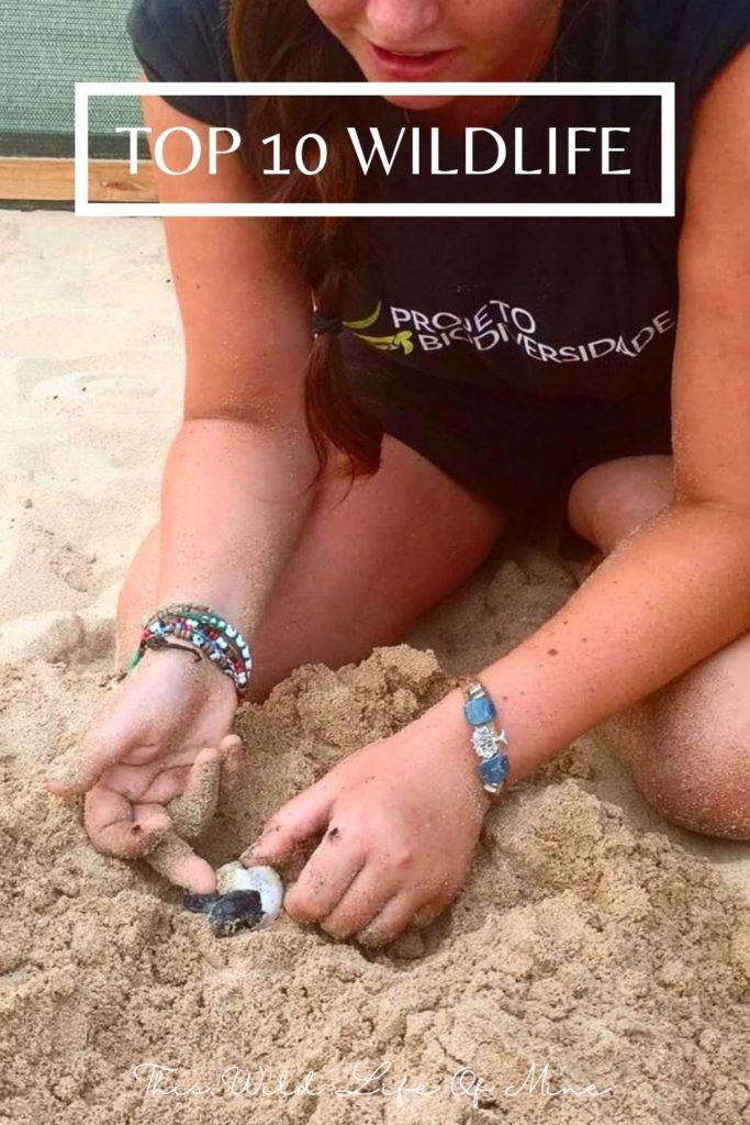 Loggerhead turtle hatchlings - one of my top ten wildlife encounters
