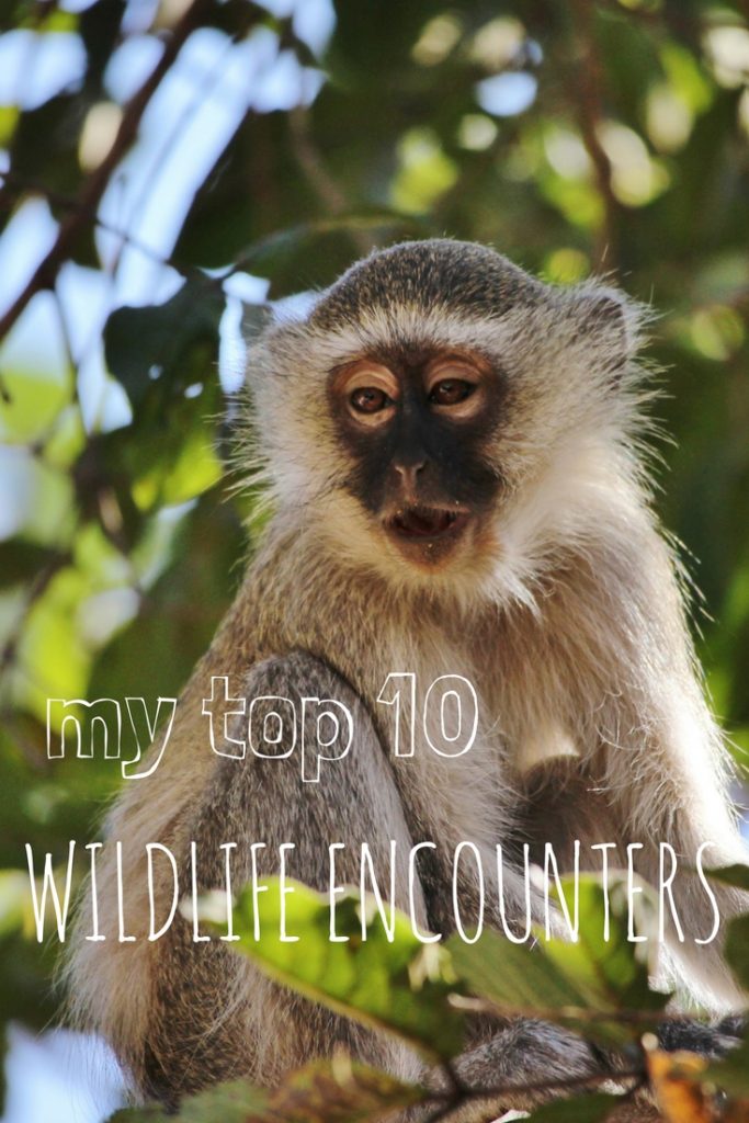 My Top 10 Wildlife Encounters