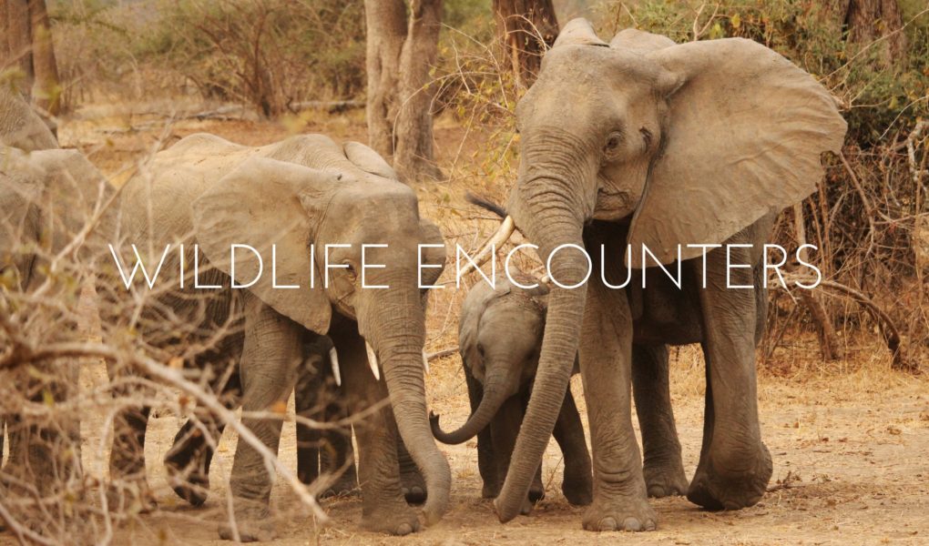 My Top 10 Wildlife Encounters