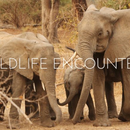 My Top 10 Wildlife Encounters