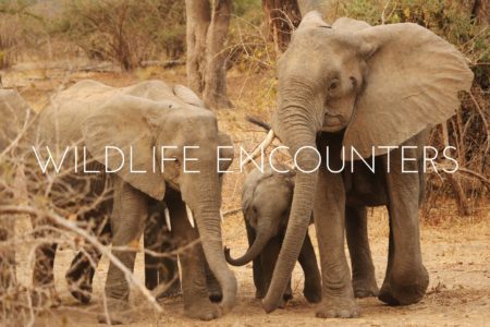 My Top 10 Wildlife Encounters