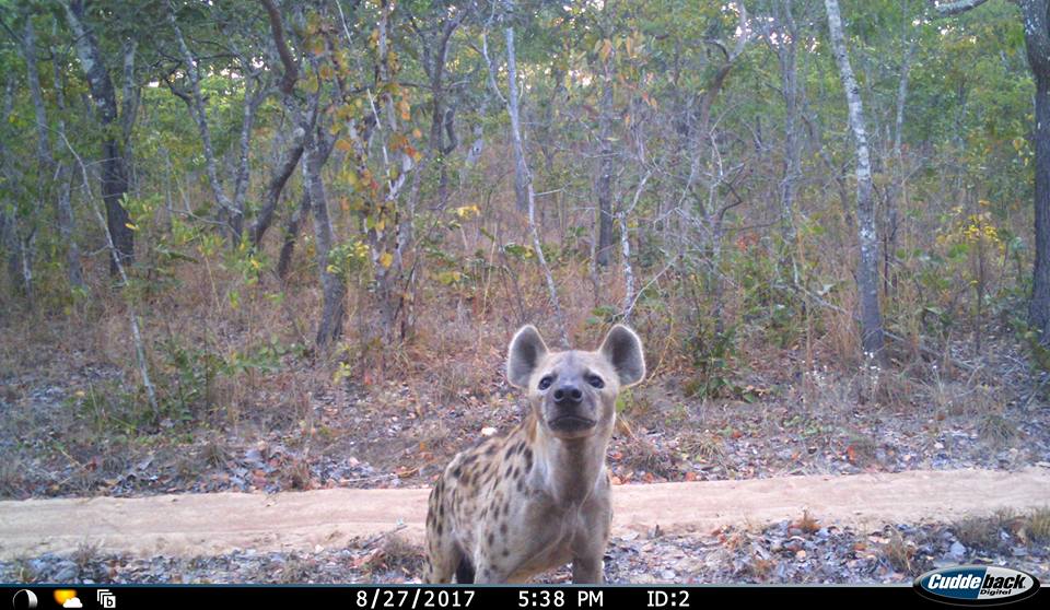 Hyena caught on camera in Liwonde. Image courtesy of Carnivore Research Malawi.