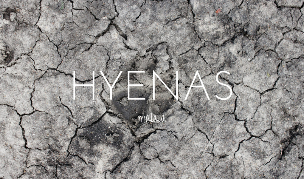 Tracing hyenas in Liwonde National Park, Malawi