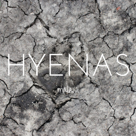Tracing hyenas in Liwonde National Park, Malawi