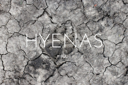 Tracing hyenas in Liwonde National Park, Malawi