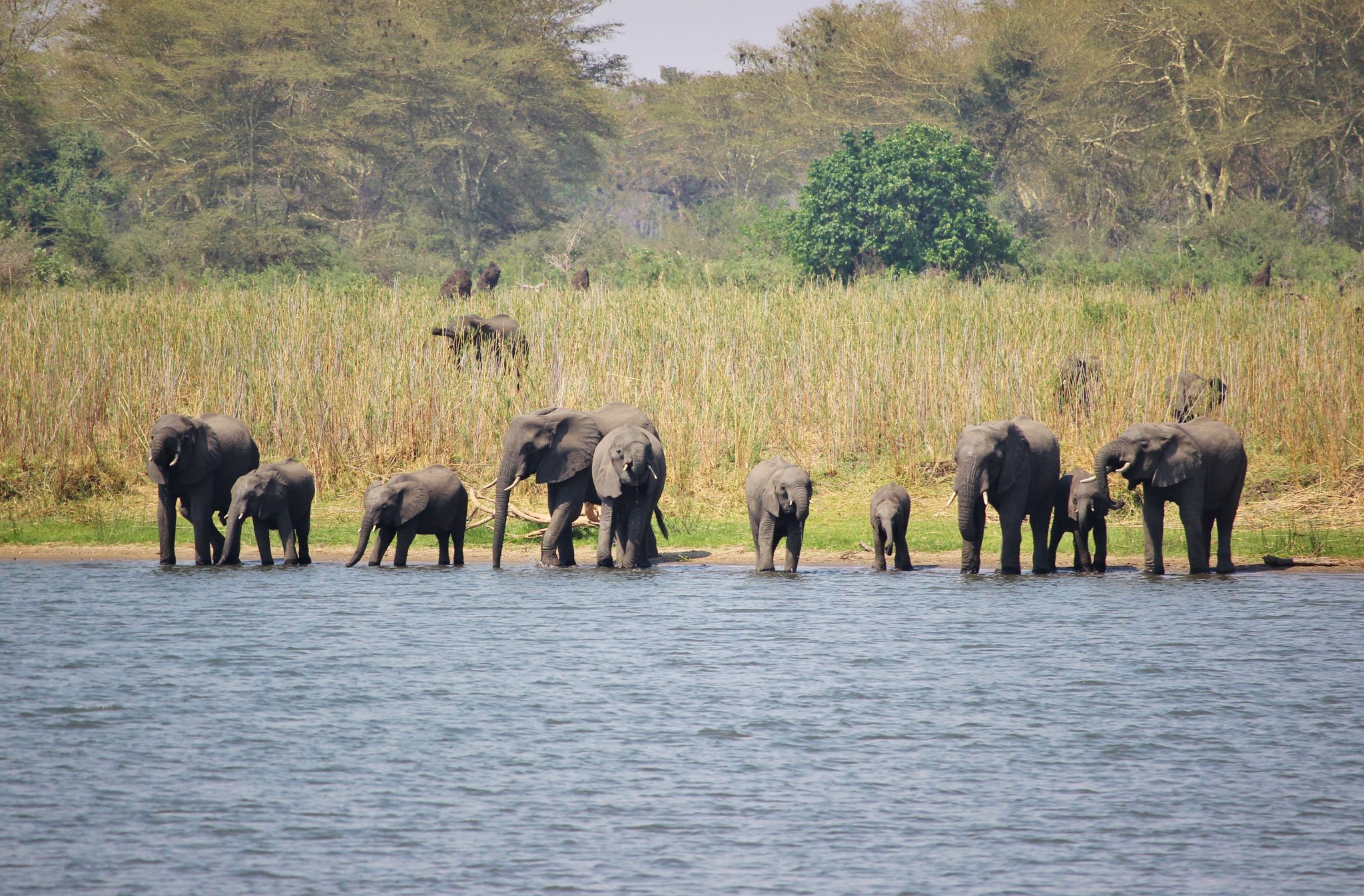 A herd of elephants drink from the Shire River in Liwonde National Park, Malawi