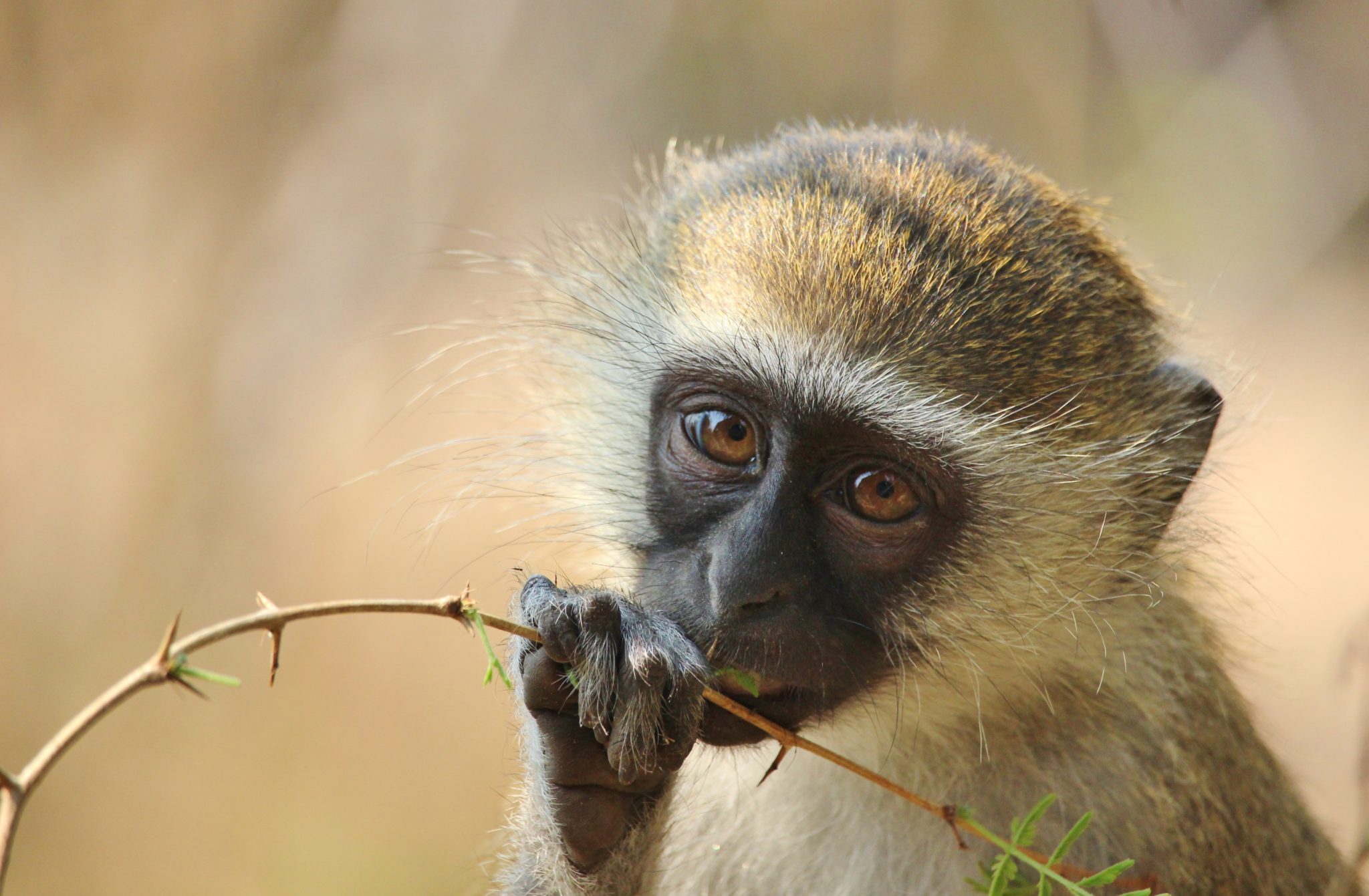 A vervet monkey in Liwonde National Park, Malawi