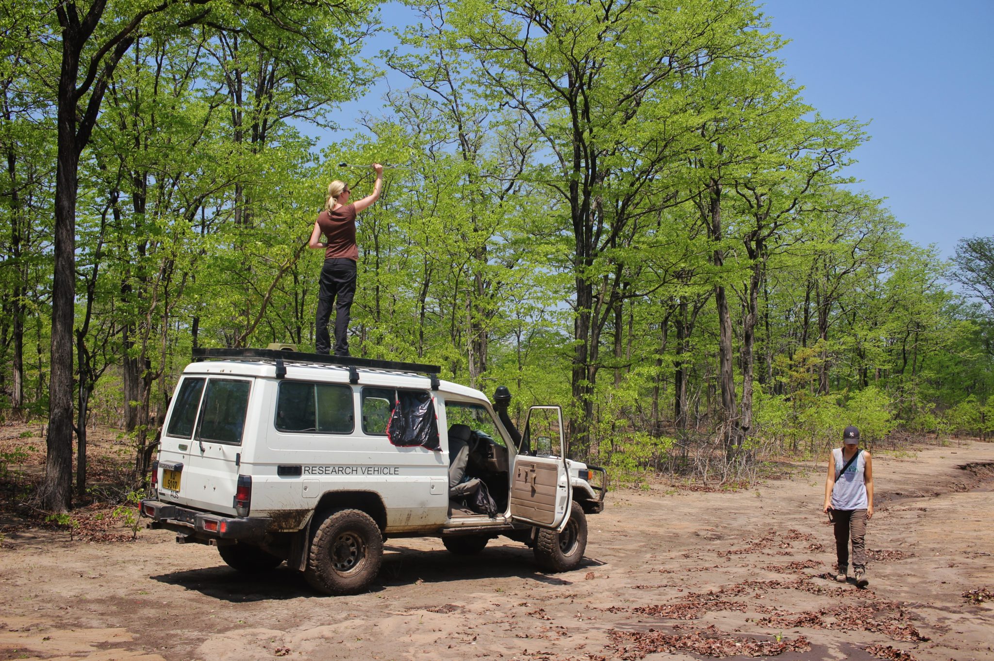 Getting a telemetry signal in Liwonde National Park, Malawi