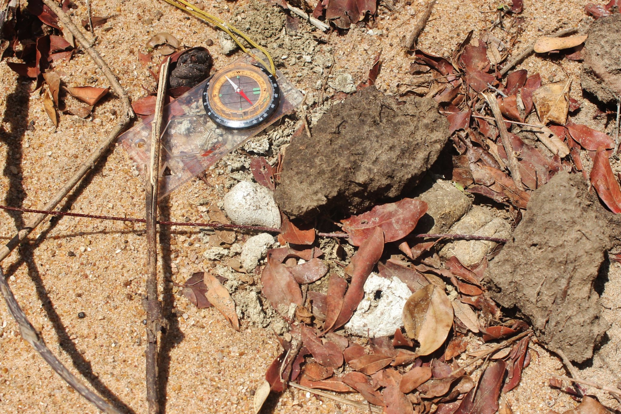 Hyena scat in Liwonde National Park, Malawi
