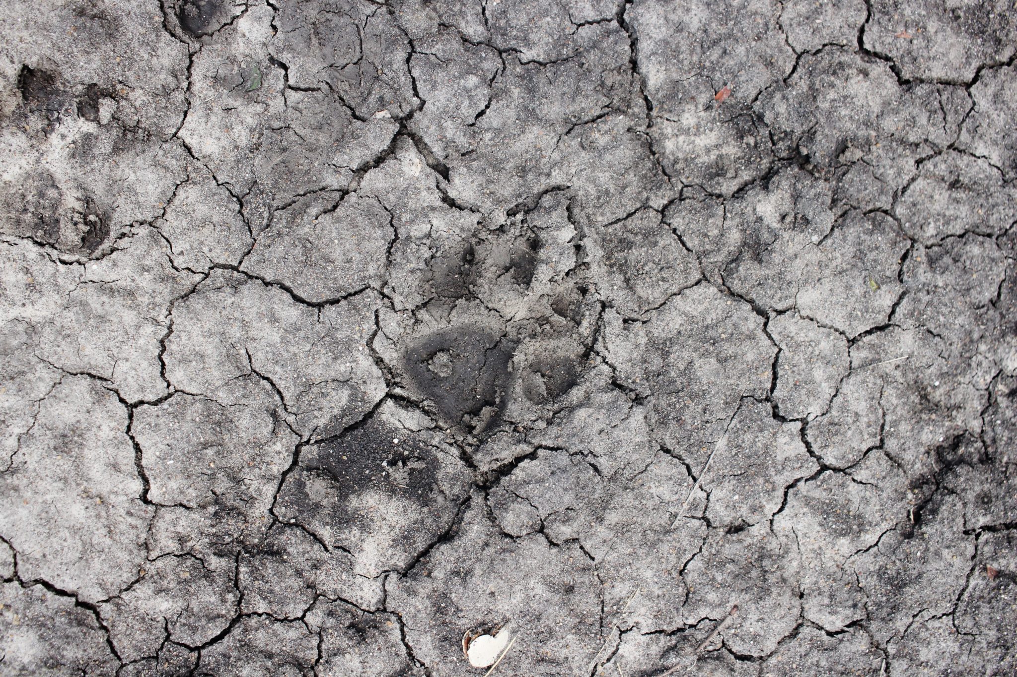 A hyena print in dry mud in Liwonde National Park, Malawi