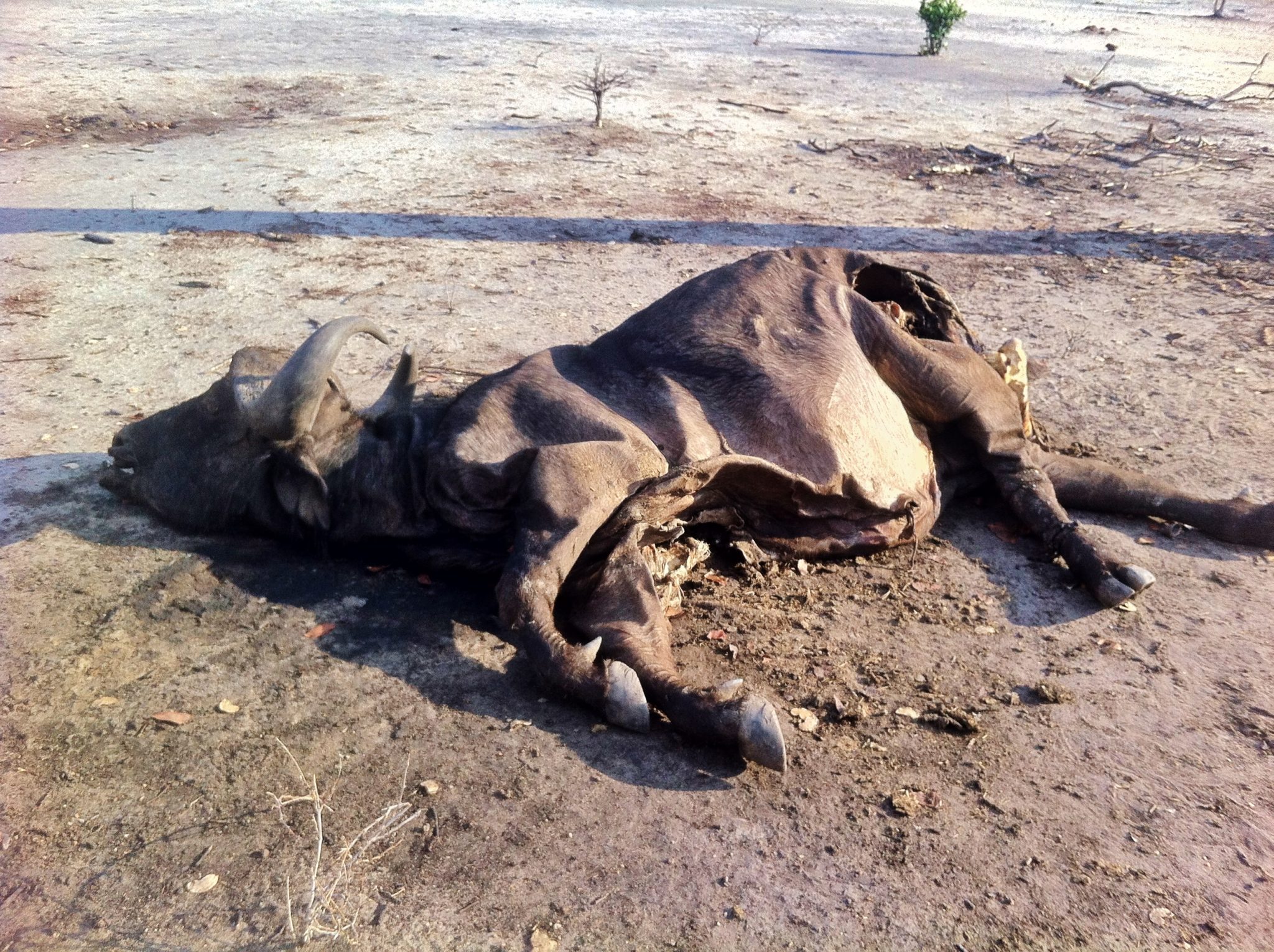 A buffalo carcass for bait in Liwonde National Park, Malawi